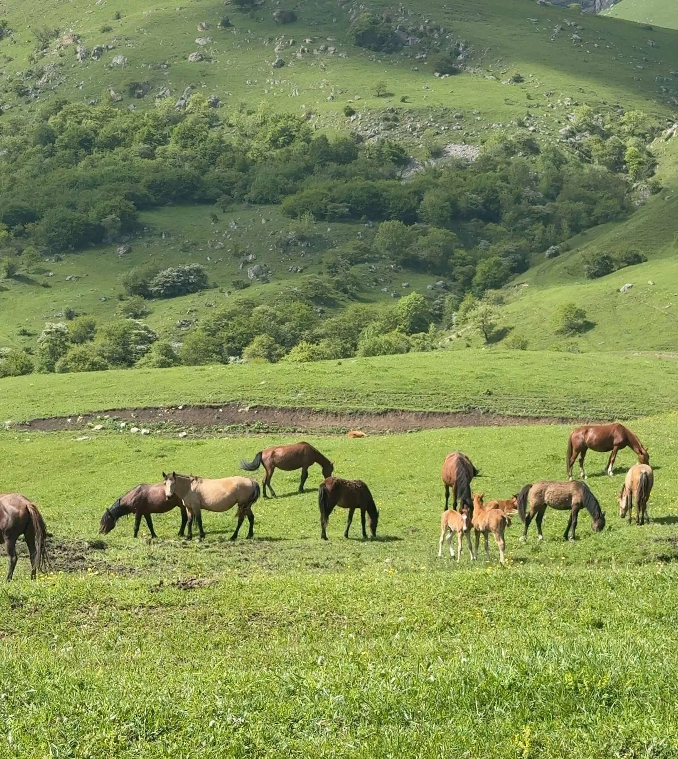 Mountain Horse Riding 3